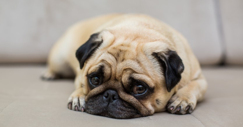 Ask Dr. Jenn: What Is Causing My Dog's Diarrhea?